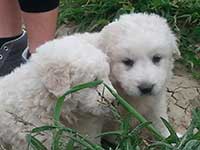 abruzzese shepherd dog puppies